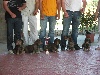  - Nationale d'élevage 2011