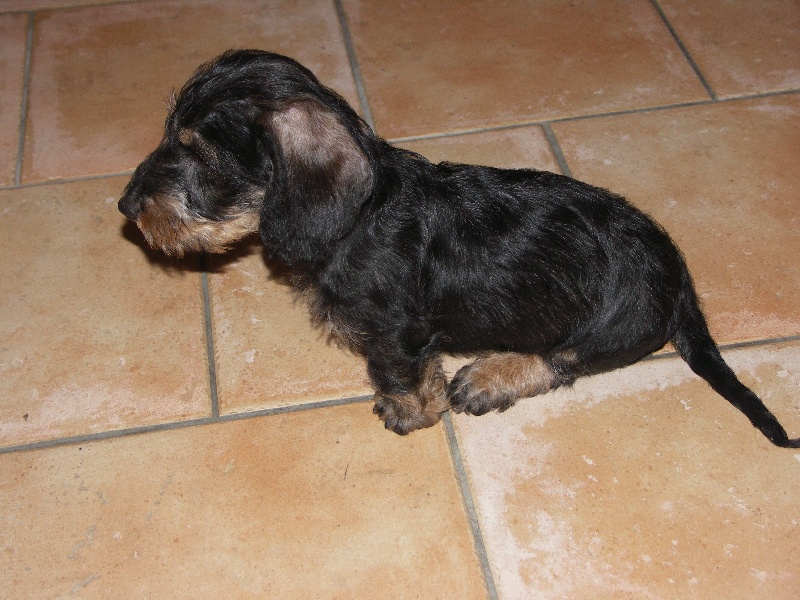 CH. Douba des Cévennes Lozériennes