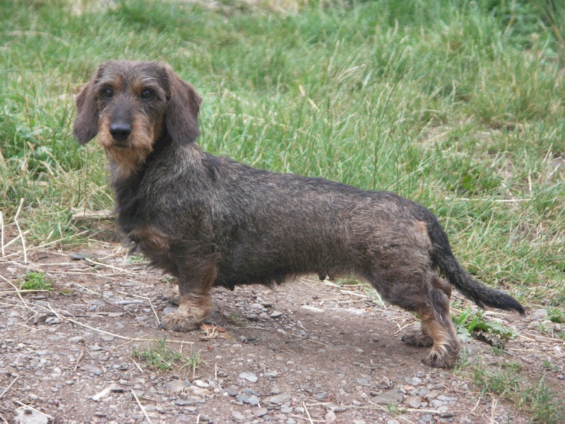 Tanaïs de menerbes von der arthémis